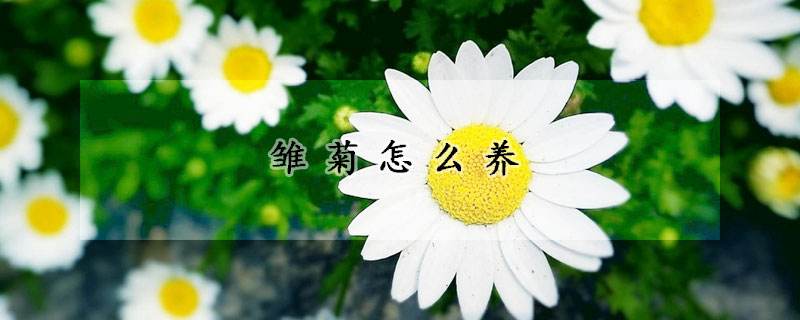 雏菊的注意事项