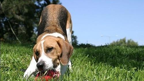 比格犬性格怎么训练