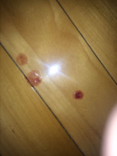 狗狗不吃东西吐拉血怎么回事怎么办