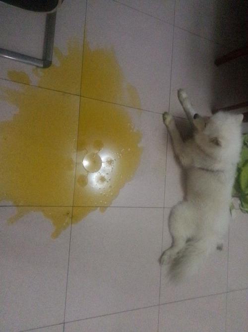 狗狗吃东西吐只喝水怎么办