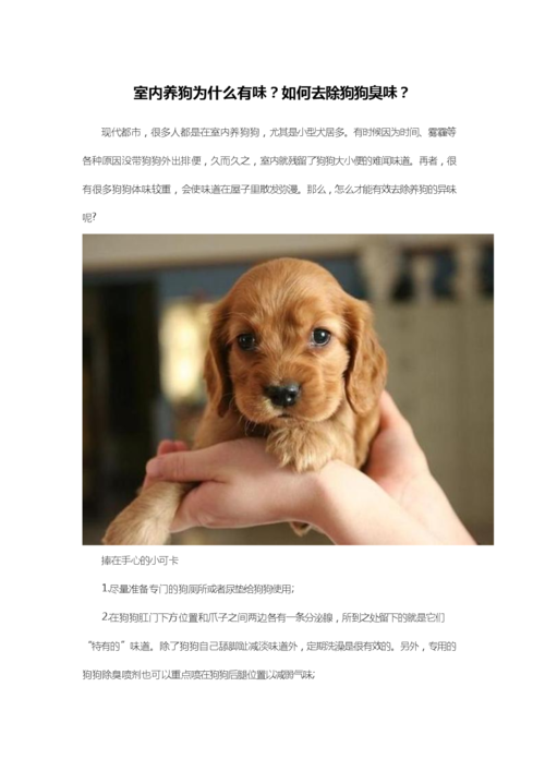 养狗的东西总结