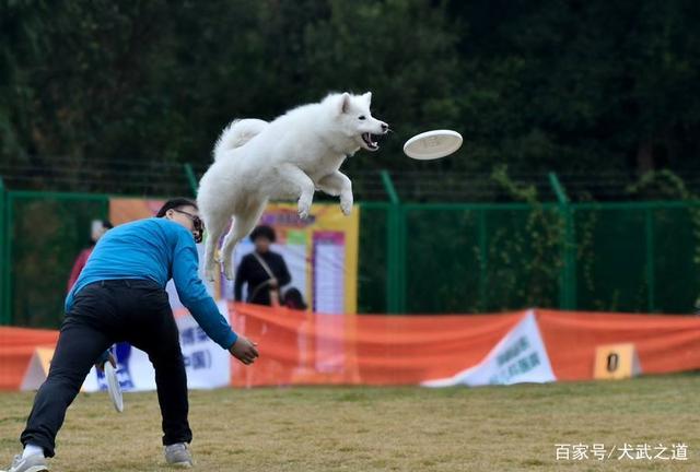 如何训犬叼东西
