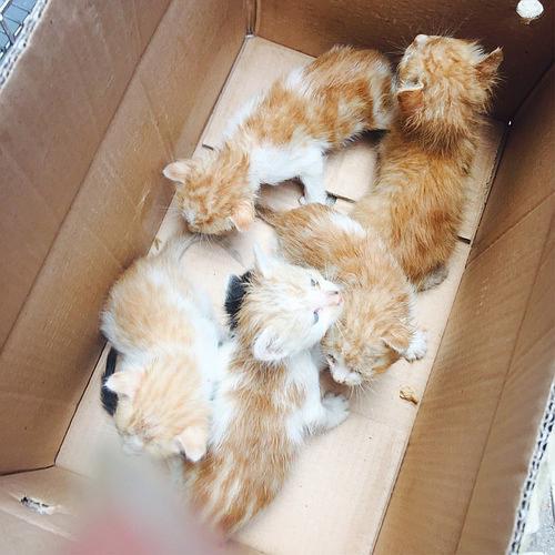 刚满月的奶猫不吃东西怎么办