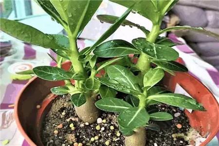 沙漠玫瑰养殖方法