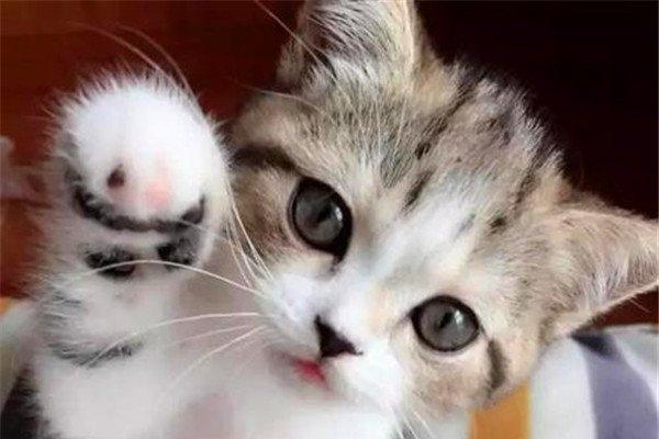 奶猫夏天需要准备什么东西