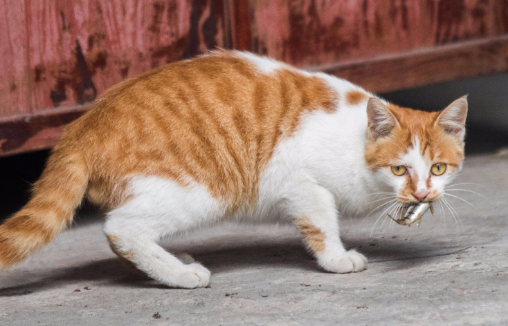 猫站不起来不想吃东西怎么办