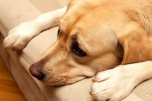 犬窝咳不吃东西了