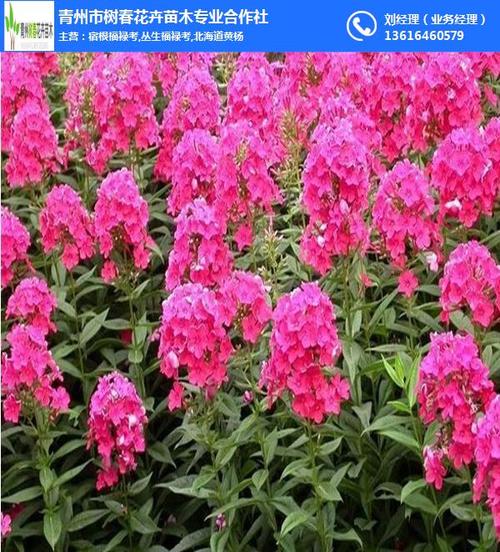 3宿根花卉繁殖栽培