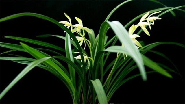 如何栽培兰草花