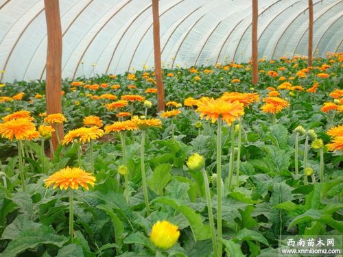 中国非洲菊栽培经济价值
