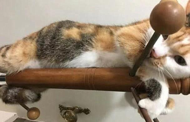 猫吃错东西手脚无力