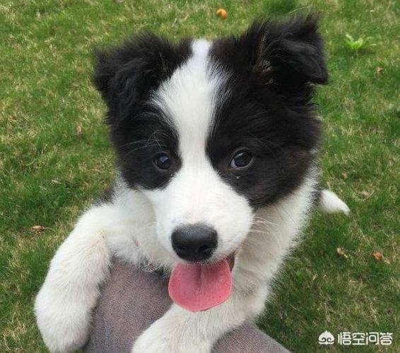 怎么训练小边牧不乱咬乱叫