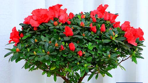 杜鹃花栽培知识