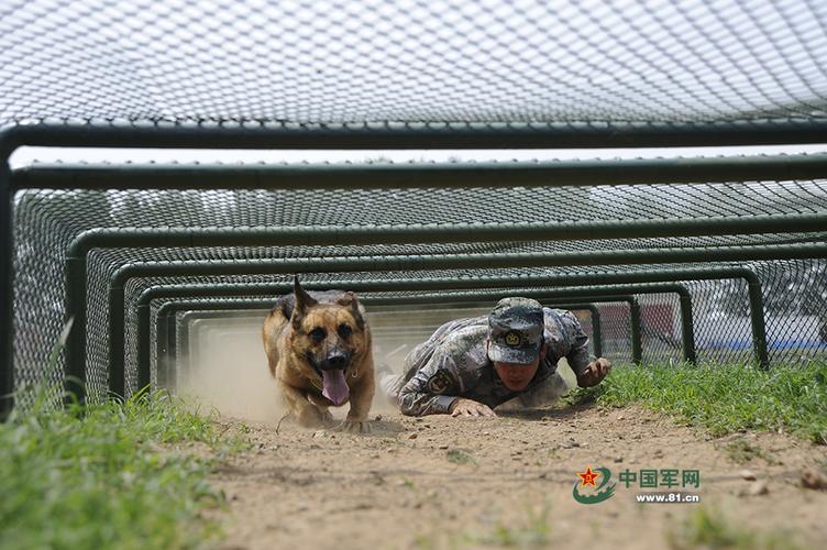 怎么训练军犬延缓