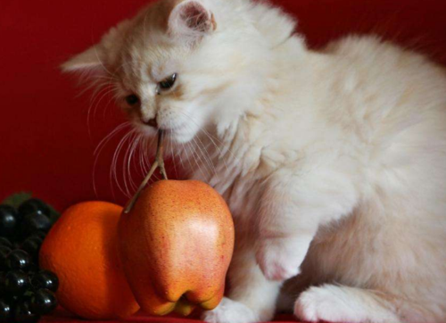 怀孕猫不爱吃东西怎么办