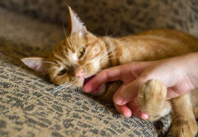 怎么让小猫不咬东西怎么办