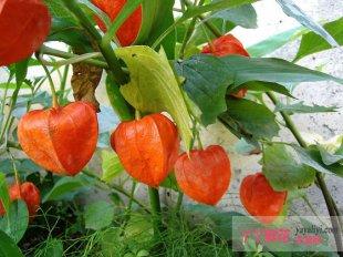 灯笼花栽培