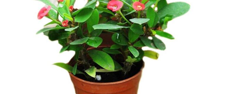 刺梅花栽培方法