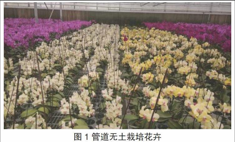 花卉的无土栽培技术