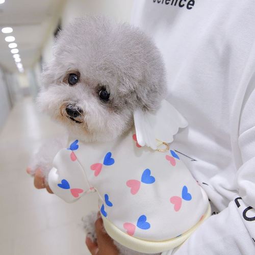 两个月训练狗