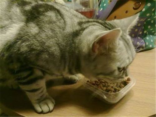 猫不肯吃东西怎么办