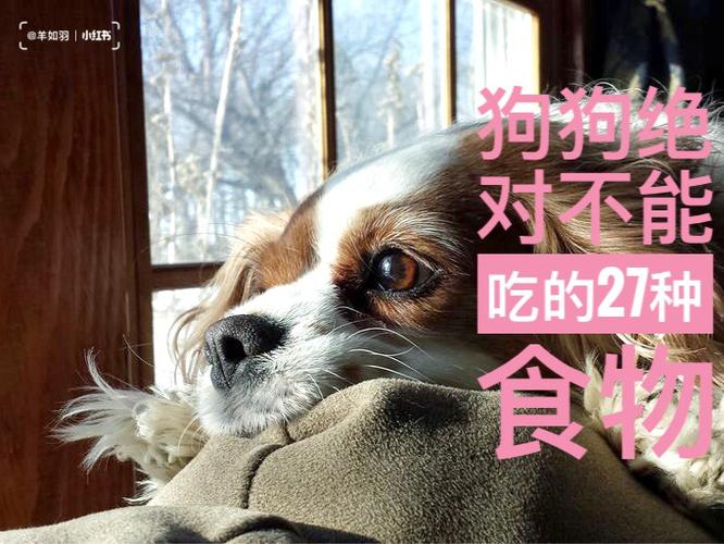 狗千万不能吃的东西
