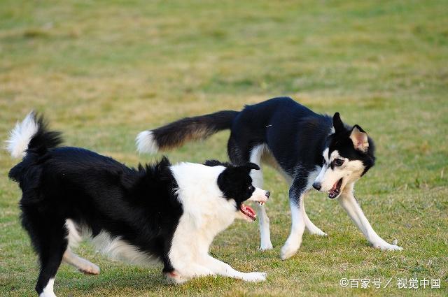 边境牧羊犬的训练方式