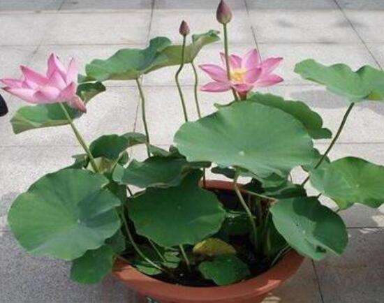 怎么莲花种植方法