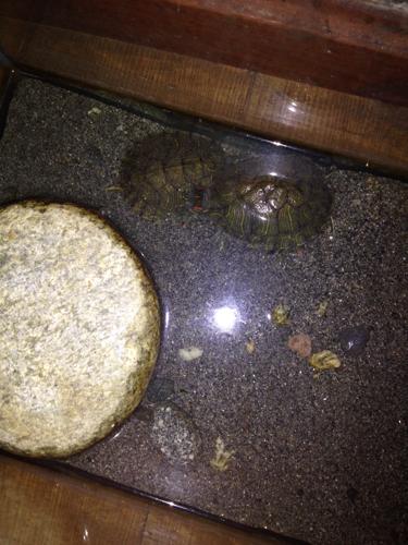 巴西龟不吃东西死了