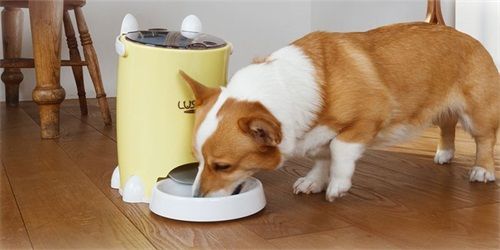 狗狗不吃东西拉屎很干怎么办