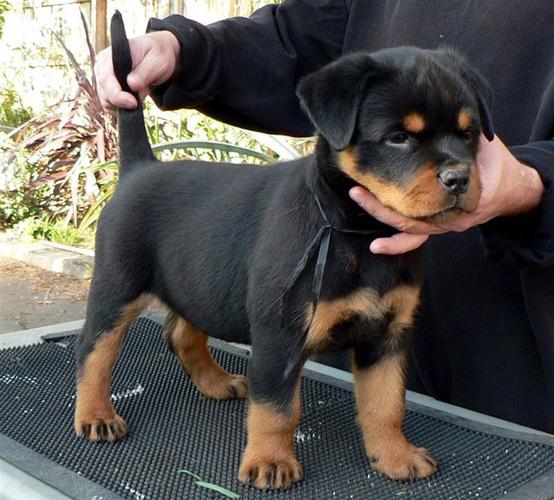 罗威纳幼犬训练