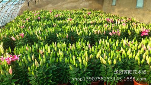百合切花种类及栽培技术摘要