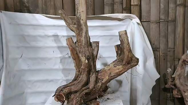 雀梅下山桩栽培技术