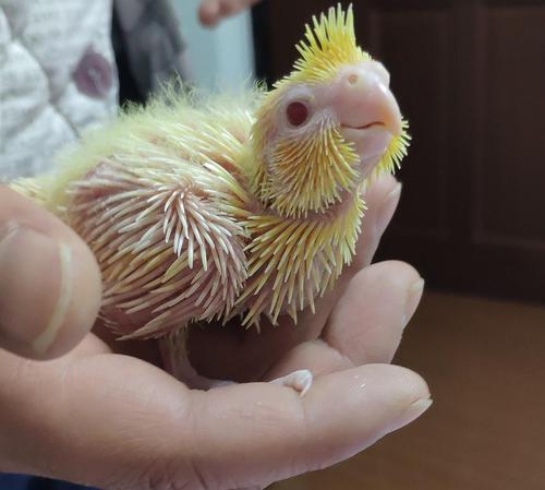 养玄凤要什么东西