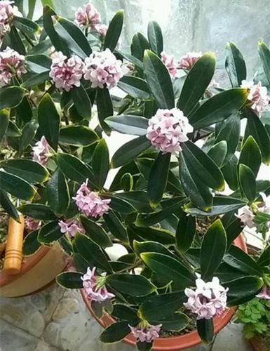 瑞香花栽培技术