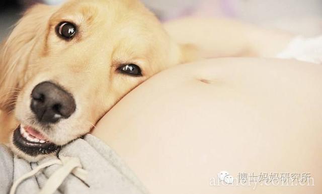 狗狗怀孕准备什么东西