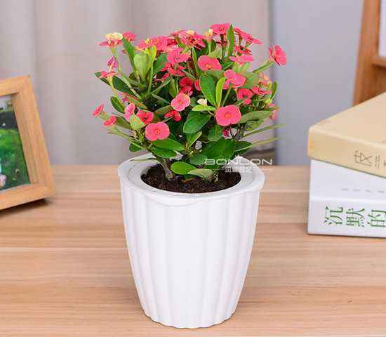 盆栽铁海棠的种植方法