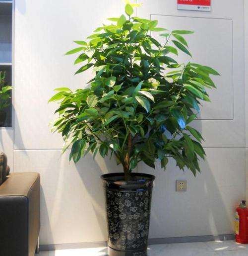 平安树种植注意事项