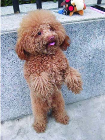 怎样训练泰迪犬站立