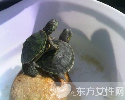 小龟不肯吃东西怎么办