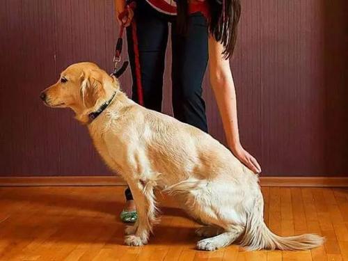 训练狗狗的方法步骤