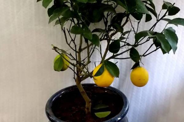 柠檬盆栽养殖方法