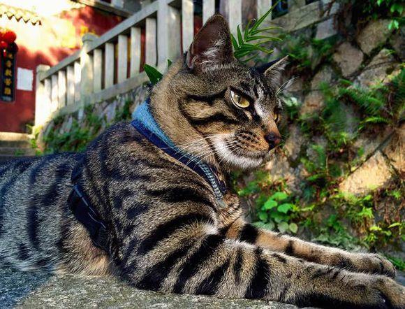 花猫花栽培方法