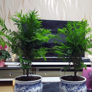 室内养红豆杉养殖方法