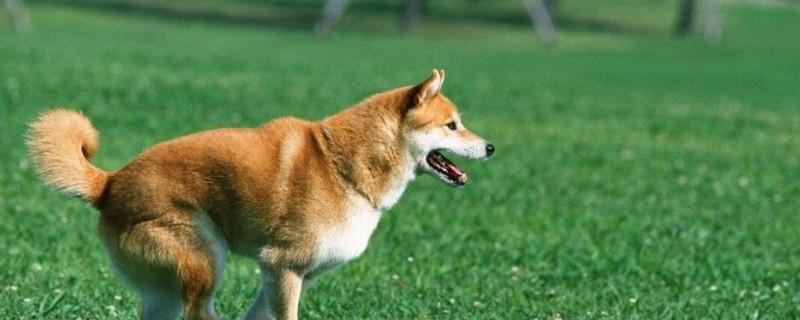 柴犬唤回训练