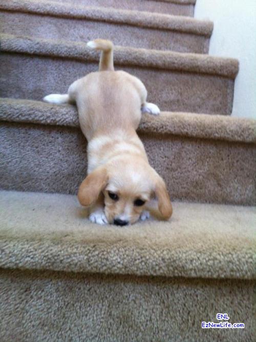犬下楼梯速度训练方法