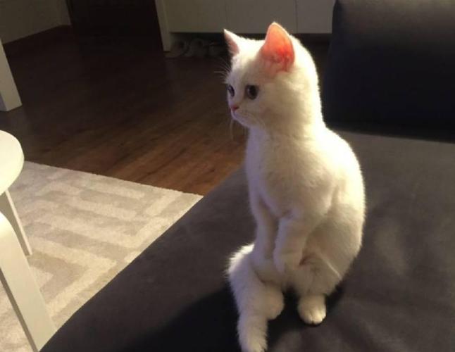 怎么样训练猫站立