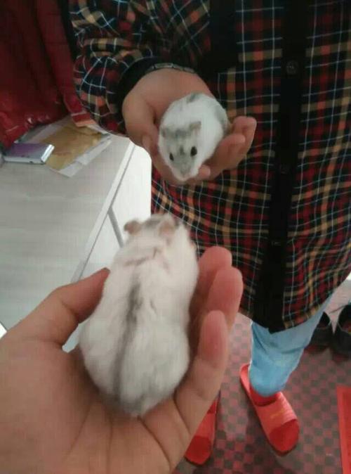 仓鼠摸训练不咬人