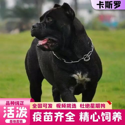 卡斯罗成犬怎么训练