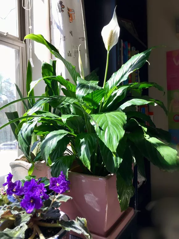 白鹤芋的养殖方法有哪些